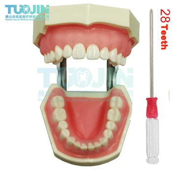 שיניים סימולציה הראש מודל רפואת שיניים שן דגם פנטום רפואת שיניים Eendodontics שרף שיניים מלמד אביזרים רכים החניכיים